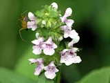 Stachys aspera var. hispidula