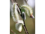 Pussy willow