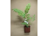 ルリトウワタ