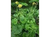 マルバダケブキ