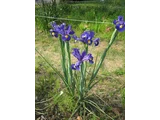 Duch iris