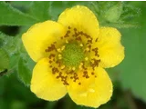 Geum aleppicum