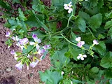 Japanese radish