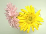 ガーベラ