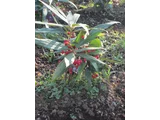 Ardisia japonica