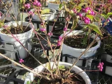 Callicarpa japonica