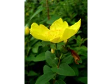 Hidcote