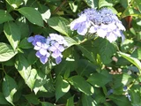 Blue Reiko