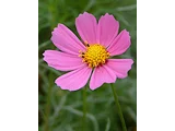 Cosmos