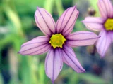 Sisyrinchium micranthum