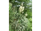 Yucca recurvifolia