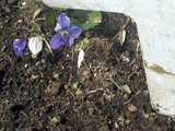 藍菫菜