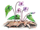 紫背堇菜