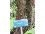 Rhododendron decorum
