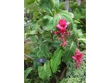華麗野牡丹藤