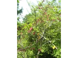 Weigela floribunda