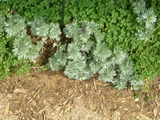 Artemisia schmidtiana