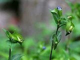 オオボウシバナ