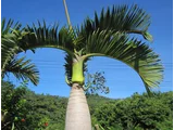 bottle Palm