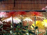 C.m. Saiko sanshi (florists’ daisy )