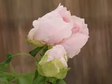 Paeonia suffruticosa
