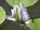 Tropical Waterlily 'Nymphaea White Colorata'