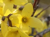 Korean Forsythia