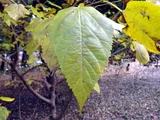 Morus alba
