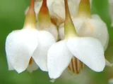 Styrax japonic