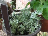 Artemisia schmidtiana