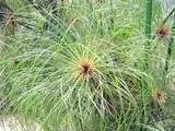 紙莎草