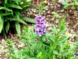 Angelonia serena