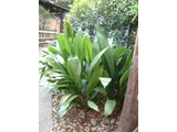 Cast-iron Plant