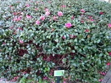 山茶花 '寒椿'