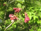 Weigela floribunda