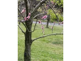 Ohatsu-momo