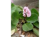 短柄岩白菜