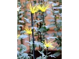 嵯峨菊 菊>中菊>古典菊