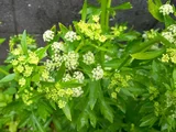 Celery