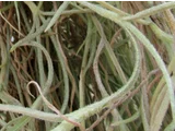 utriculata Pringlei