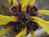 Chinese witch hazel
