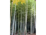 moso bamboo