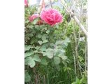 Paeonia suffruticosa