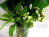 Petasites japonicus