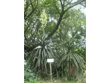 Yucca recurvifolia