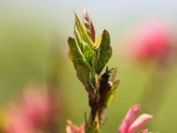 菊花桃