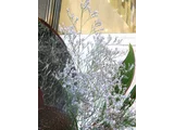 Limonium 'Blue fantasy'