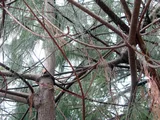 Pinus armandii