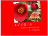 薔薇ガルテンツァーバー’84