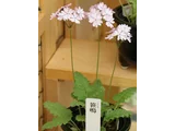 Primrose 'Sasanaki'